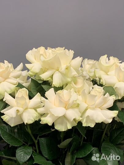 Розы гиганты, роза ажур, розы