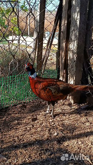 Фазаны,голуби