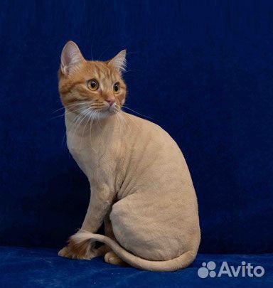 Грумер для собак и кошек