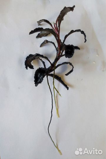 Аквариумные растения (Bucephalandra)