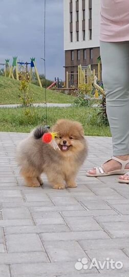 Маленький медвежонок