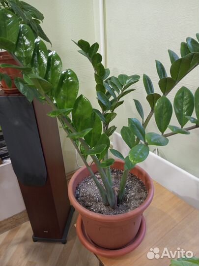 Замиокулькас