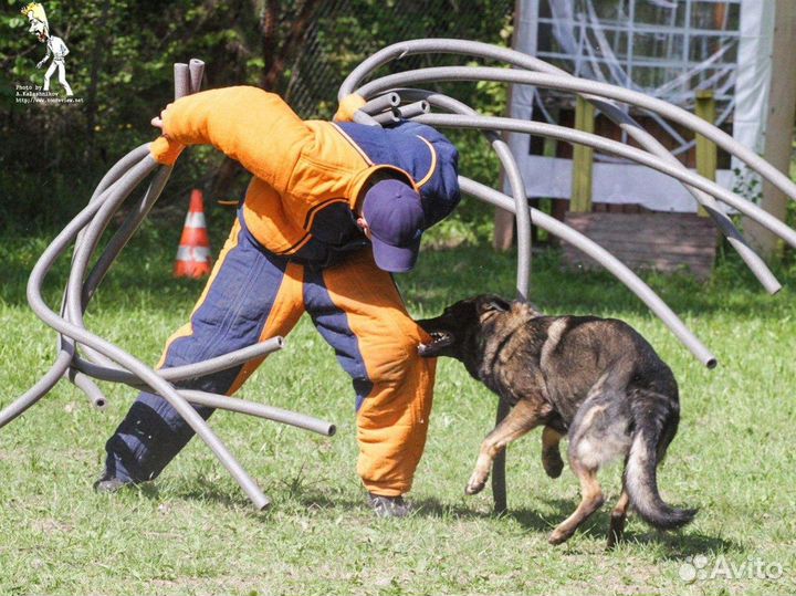 Кобель немецкой овчарки для вязки