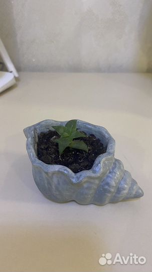 Ракушка из бетона