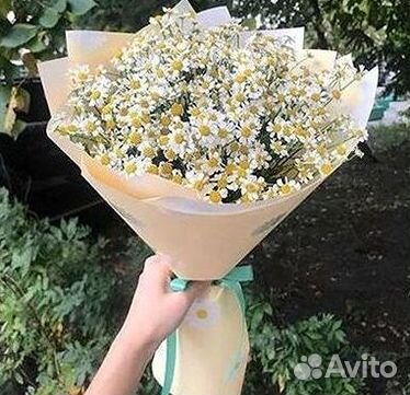 Цветы ромашки