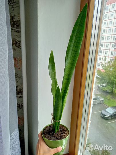 Сансевиерия