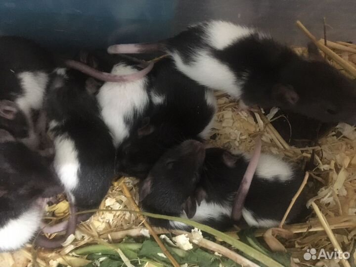 Декоративные крысята