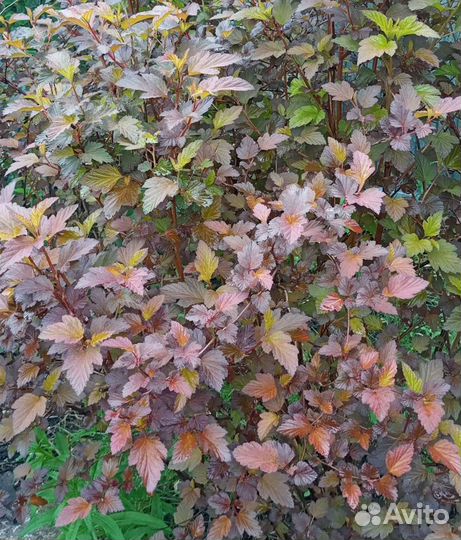 Декоративный кустарник. Пузыреплодник