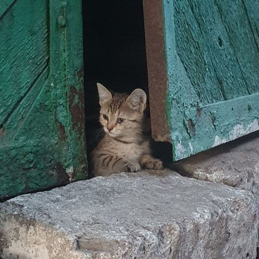 Котята отдам бесплатно