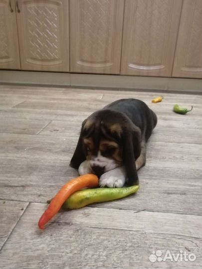 Щенки бигль