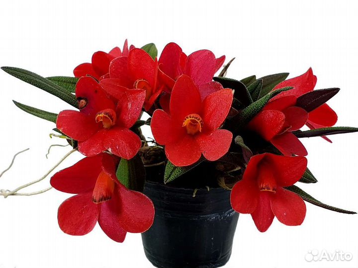 Орхидея. Дендробиум Кубертс