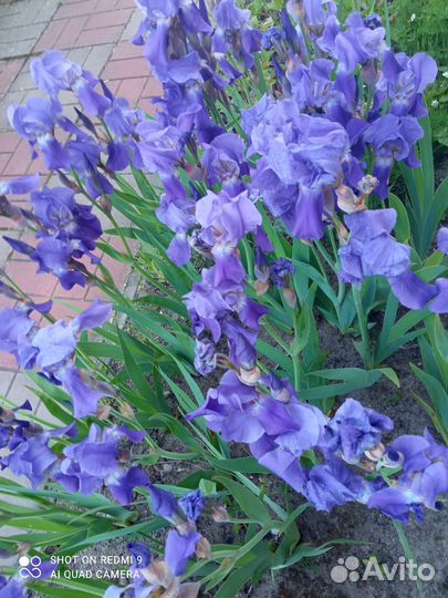 Ирис бородатый