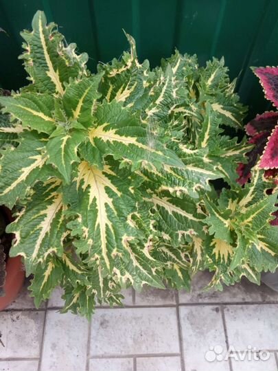 Колеусы укоренные в стаканчиках в грунте