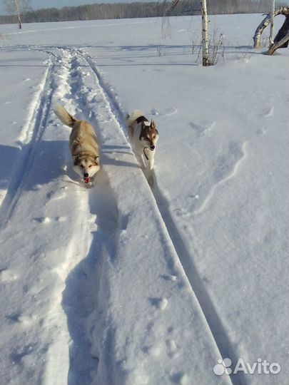 Западно сибирская лайка