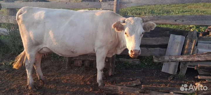 Коровы, телка