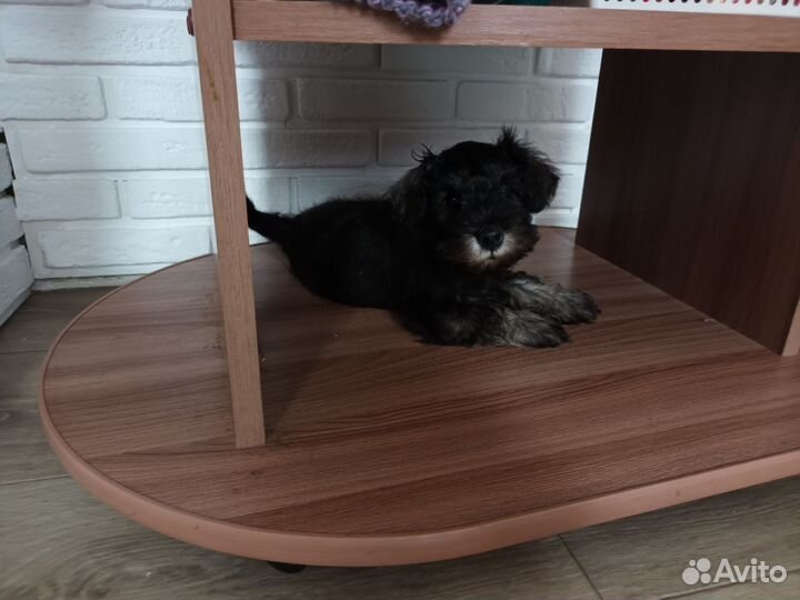 Цвергшнауцер