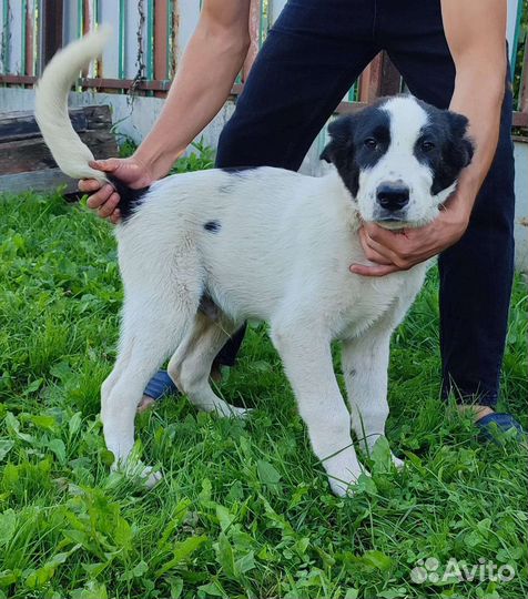 Кавказская овчарка. Торг