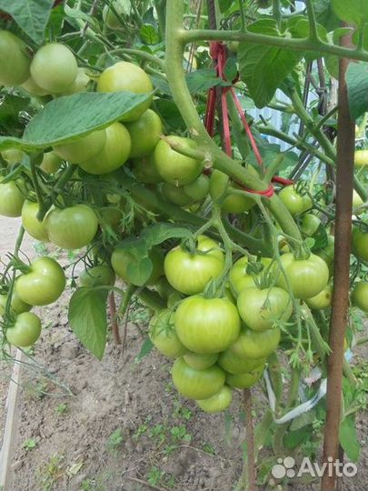 Рассада 50-дн томаты перец баклажан капуста