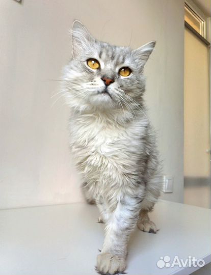 Котик шиншилла