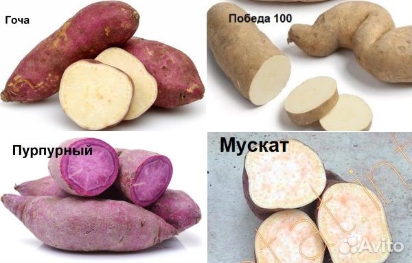Рассада батата (черенки)