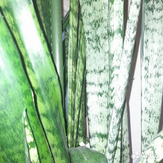 Стильные комнатные растения, цветы и кактусы