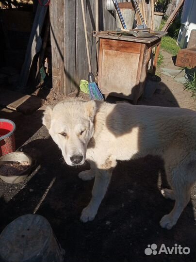 Домашние животные собаки