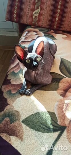 Канадский сфинкс