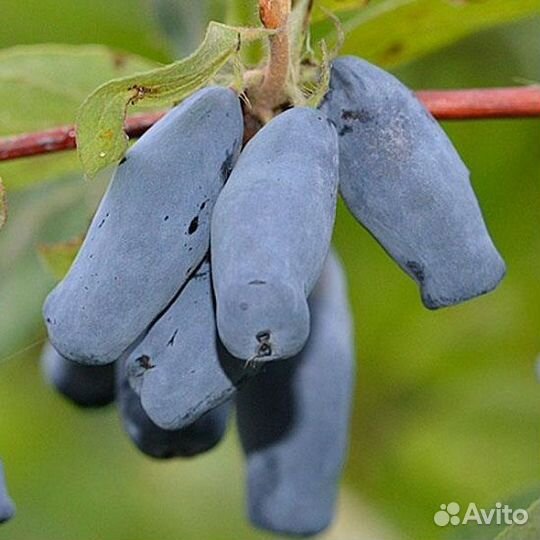 Жимолость бакчаская юбилейная