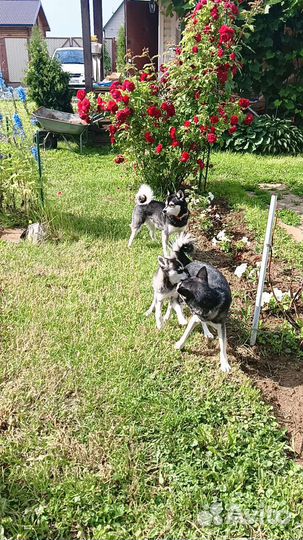 Аляскинский кли кай