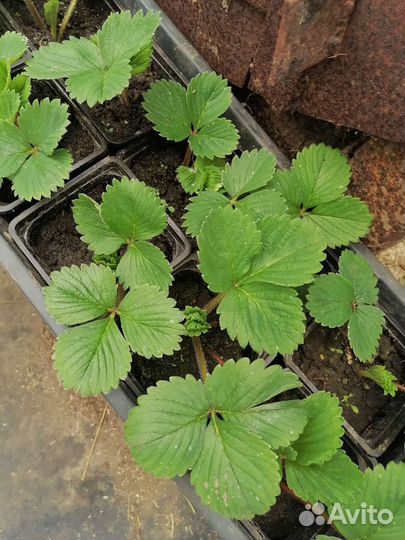 Рассада клубники в стаканах, зкс