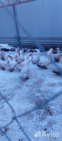 Молодые петушки, утки, гуси