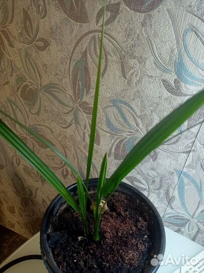 Финиковая пальма