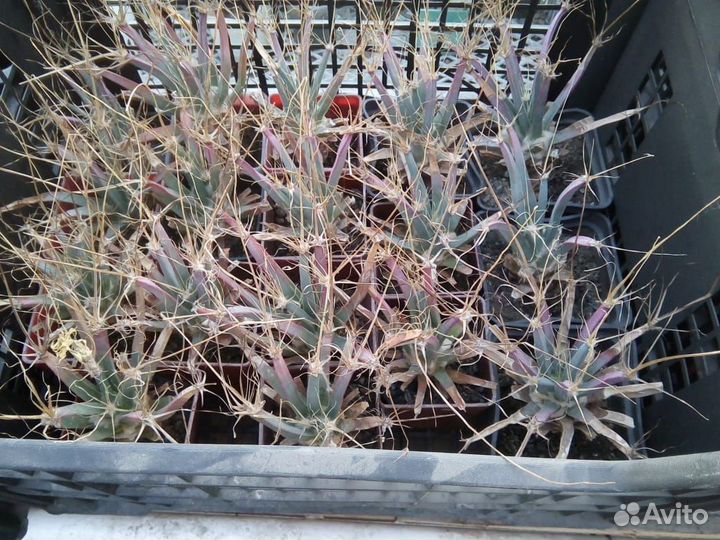 Кактусы и суккуленты