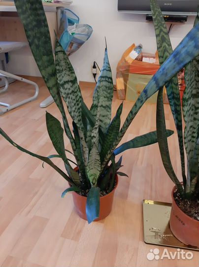 Сансевиерия,тещин язык