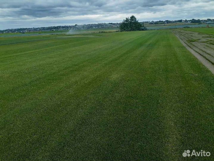 Рулонный газон теневыносливый