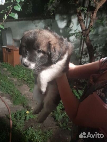 Щенки в дар
