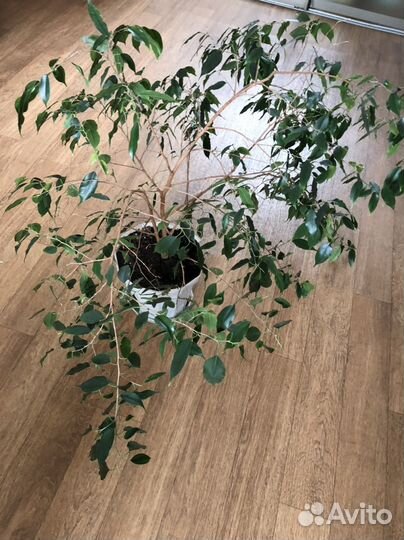 Фикус бенджамина