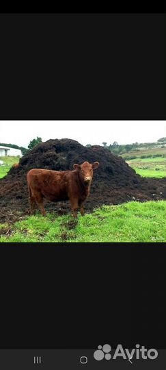 Навоз коровяк