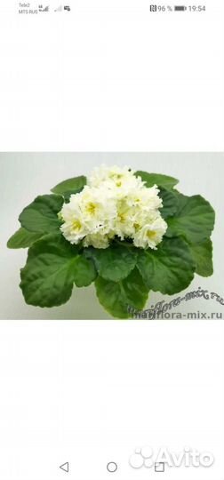 Фиалки сортовые