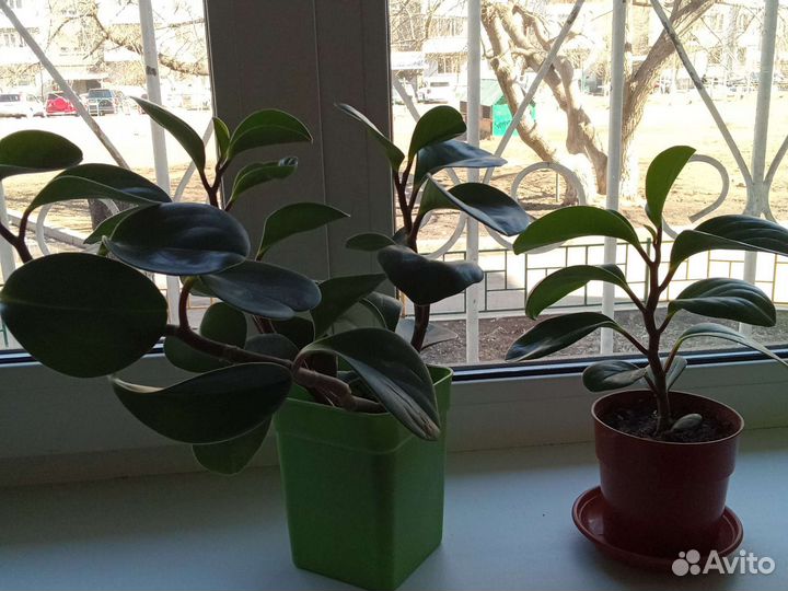 Пеперомия Семейный цветок