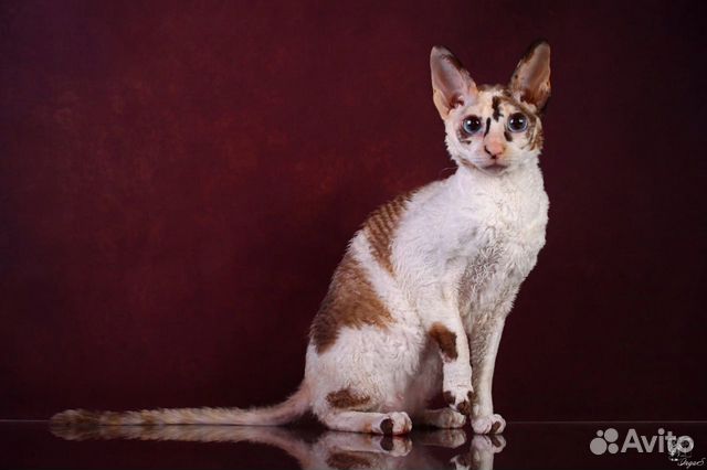 Очаровательные котята породы корниш-рекс объявление продам