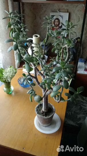Денежное дерево толстянка