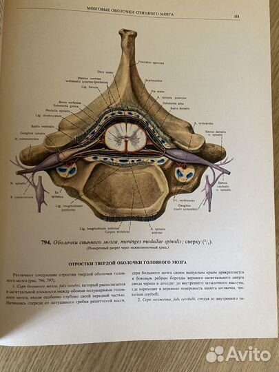 Атлас анатомии человека синельников