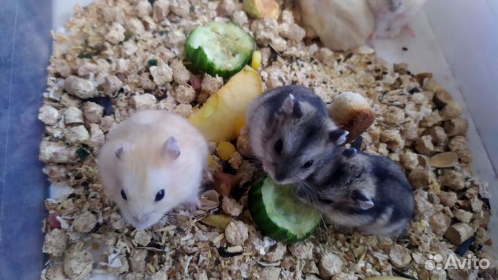 Джунгарский хомяк