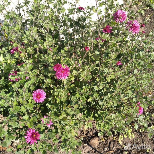 Хризантемы мультифлора