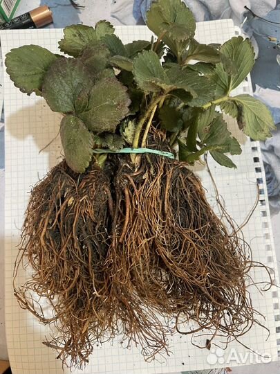 Рассада клубники альбион