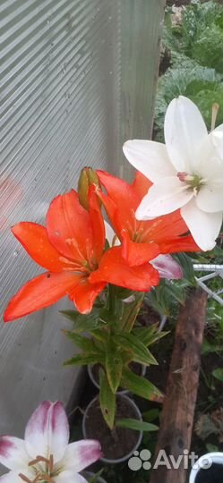 Цветы лилии садовые