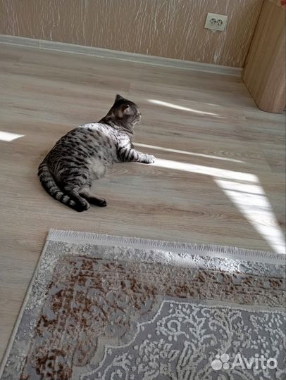 Британская вислоухая кошка. 1.5 года