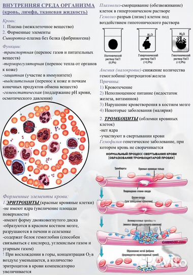 Репетитор по биологии ОГЭ, ЕГЭ