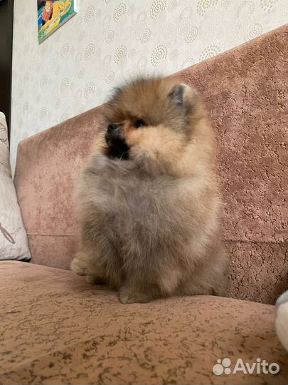 Щенки шпица